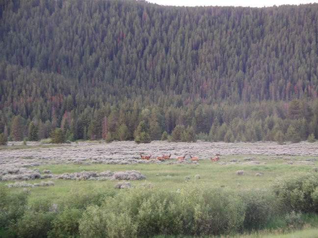 images/A- Mule deers enjoying the morning time. (9).jpg